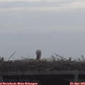 09_50-mast.jpg