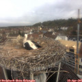 09_50-nest.jpg