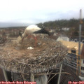 10_00-nest.jpg