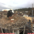 10_10-nest.jpg