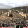 10_15-nest.jpg