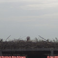 10_20-mast.jpg