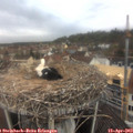 10_20-nest.jpg