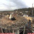 10_25-nest.jpg