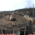 10_30-nest.jpg
