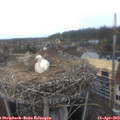 10_40-nest.jpg