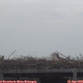 10_55-mast.jpg