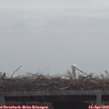 11_00-mast.jpg