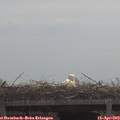 11_05-mast.jpg