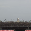 11_10-mast.jpg