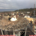 11_10-nest.jpg