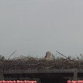 11_20-mast.jpg