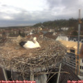 11_20-nest.jpg