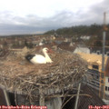 11_25-nest.jpg