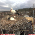 11_35-nest.jpg