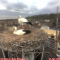 11_40-nest.jpg