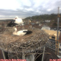 11_45-nest.jpg