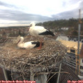 11_50-nest.jpg