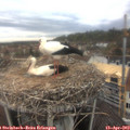 11_55-nest.jpg