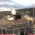 12_00-nest.jpg