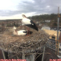 12_10-nest.jpg