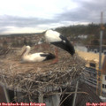 12_15-nest.jpg