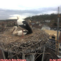 12_20-nest.jpg