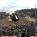 12_25-nest.jpg