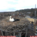 12_35-nest.jpg