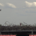 12_40-mast.jpg