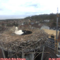 12_40-nest.jpg