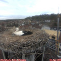 12_45-nest.jpg