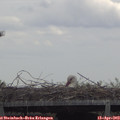 12_50-mast.jpg