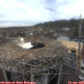 12_50-nest.jpg