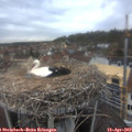 12_55-nest.jpg