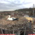 13_00-nest.jpg