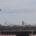 13_10-mast.jpg