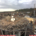 13_10-nest.jpg