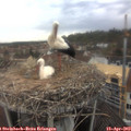 13_20-nest.jpg