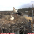 13_25-nest.jpg