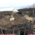 13_30-nest.jpg
