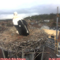 13_35-nest.jpg