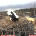13_40-nest.jpg