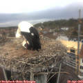 13_45-nest.jpg