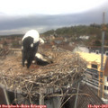 13_50-nest.jpg