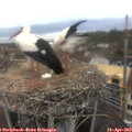 13_55-nest.jpg