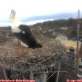 14_00-nest.jpg