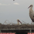 14_05-mast.jpg