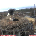 14_05-nest.jpg