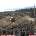 14_10-nest.jpg